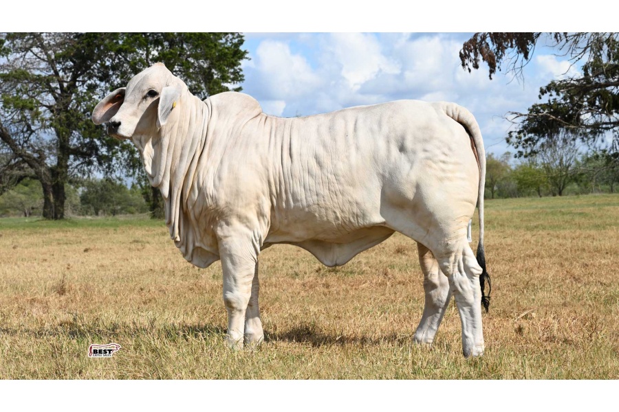 LOT 02 - MS US POLLED SAVANNAH 65/5(P)