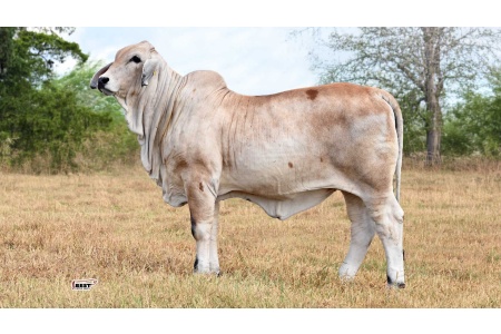 LOT 01 - MS US POLLED CRIMSON LADY 75/5