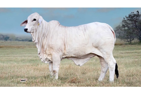 LOT 03 - MS US POLLED LAURIE 80/5 (P)