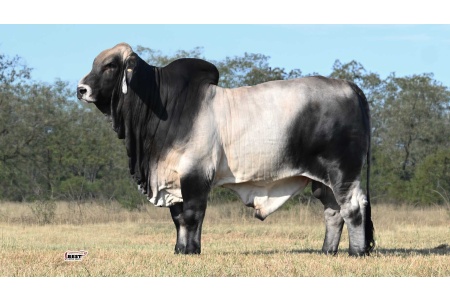 LOT 09 - MR US POLLED QUICKSILVER 999/4 (P)
