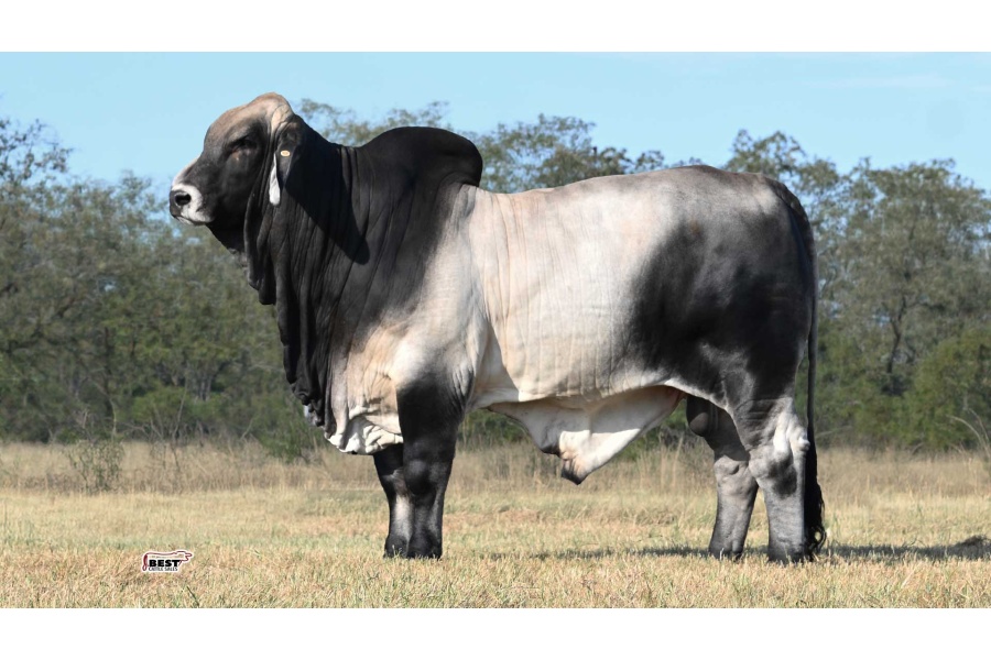 LOT 09 - MR US POLLED QUICKSILVER 999/4 (P)