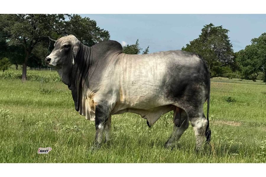 LOT 17 - MR US POLLED WOODLAW 931/3 (P) - THREE (3) SEMEN STRAWS