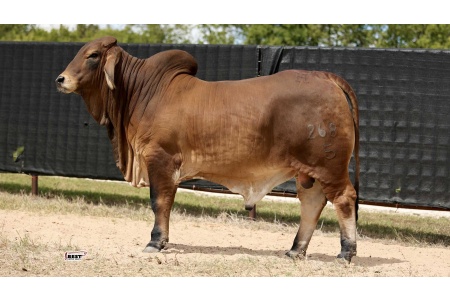 LOT 10 - MR HC TYSON 268/5