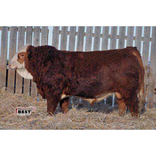 LOT 27 - SOUTHSEVEN POLLED PERFECTION - SEMEN