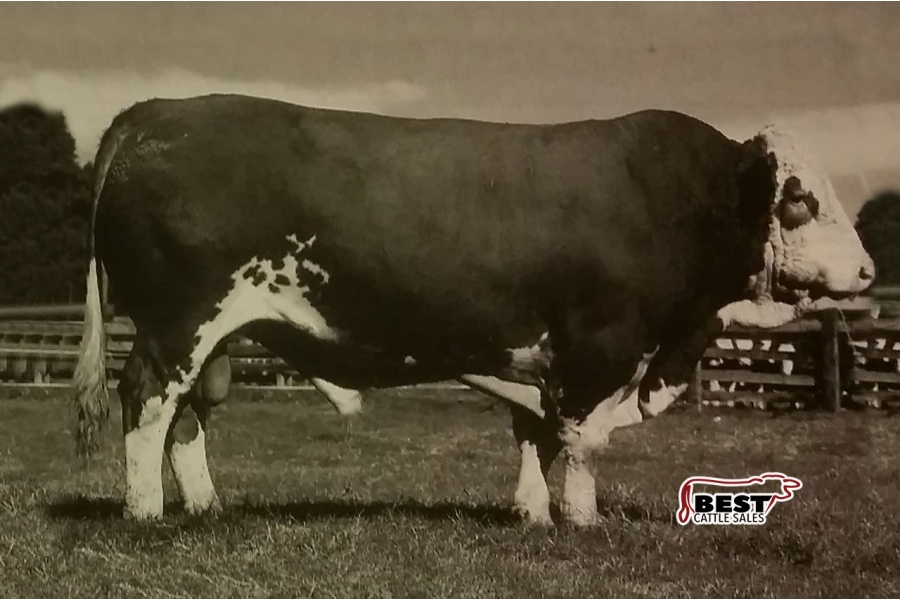 LOT 40 - MR JMC MARIO E306 - SEMEN