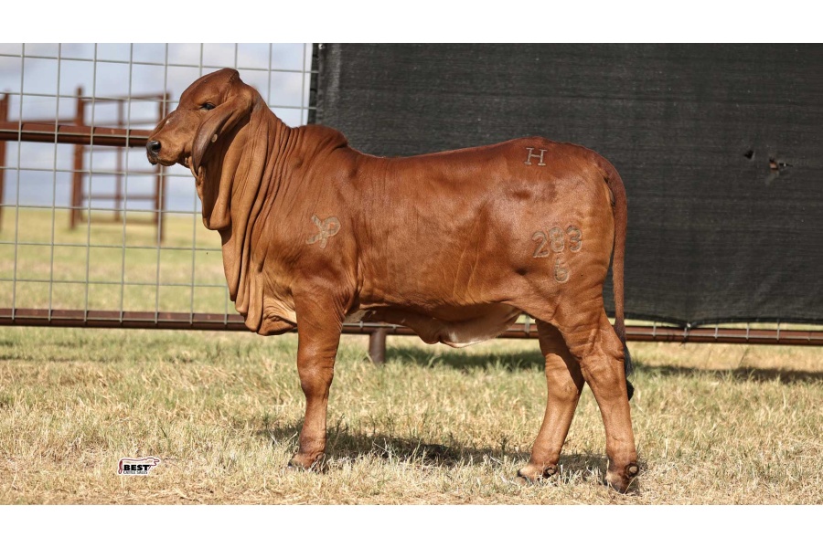 LOT 03 - MISS HC DELILAH 283/6