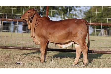LOT 07 - MISS HC SOPHIE 284/6