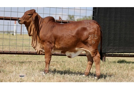 LOT 08 - MISS HC KINSLEY 285/6