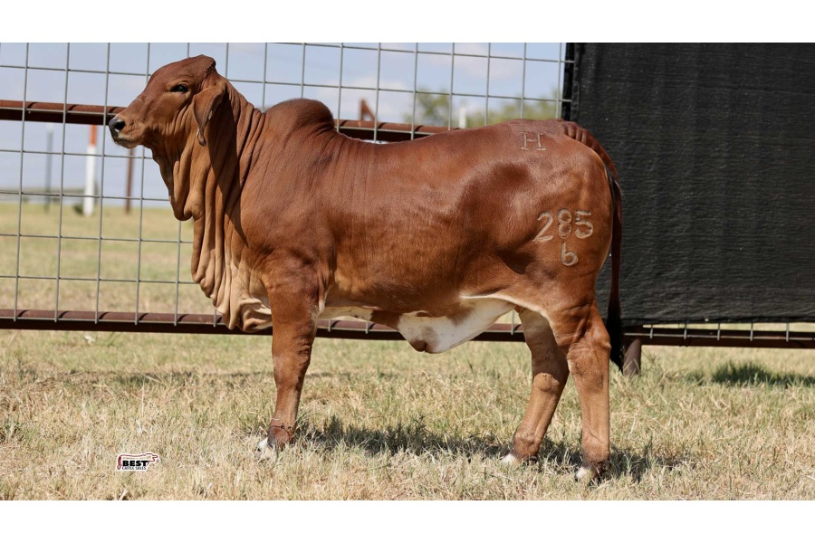 LOT 08 - MISS HC KINSLEY 285/6