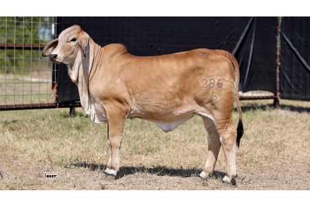 LOT 01 - MISS HC STARBURST 286/6