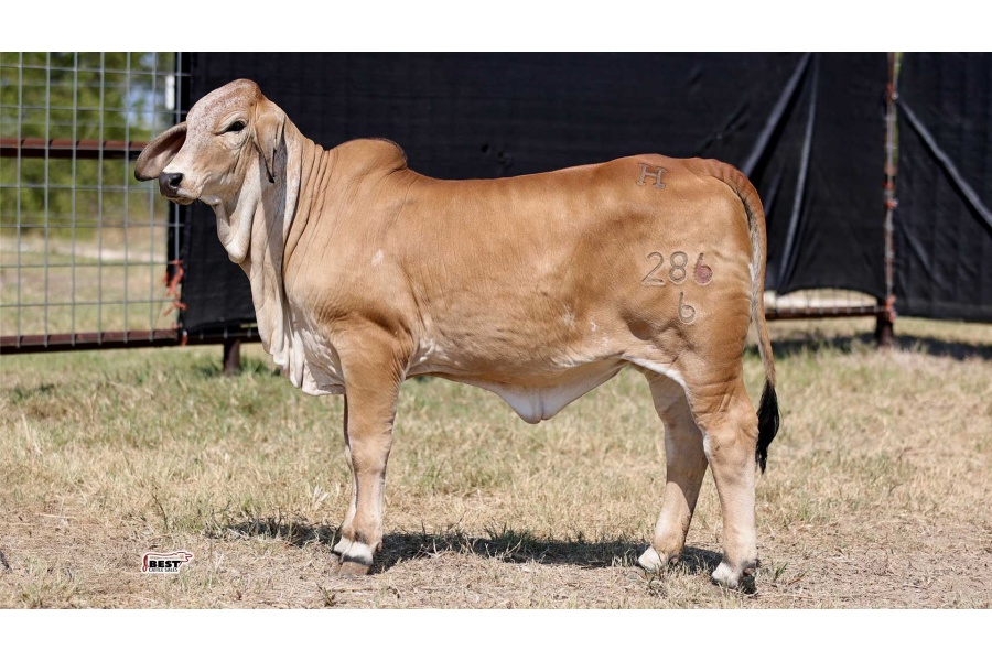 LOT 01 - MISS HC STARBURST 286/6
