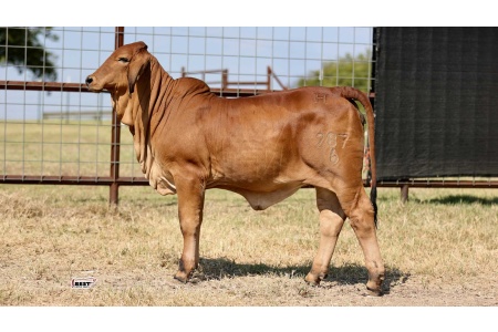 LOT 04 - MISS HC MAGGIE 287/6