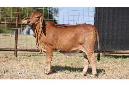LOT 02 - MISS HC VANNA 288/6