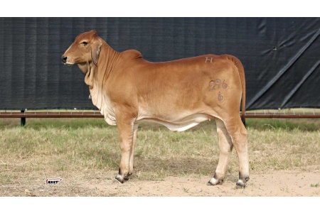 LOT 09 - MISS HC SAGE 296/6