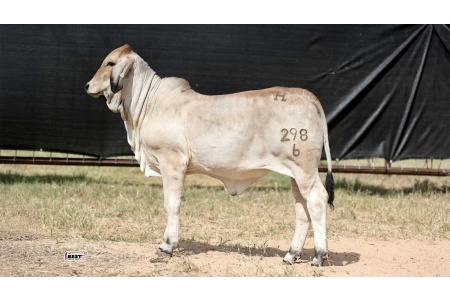 LOT 05 - MISS HC MONICA 298/6