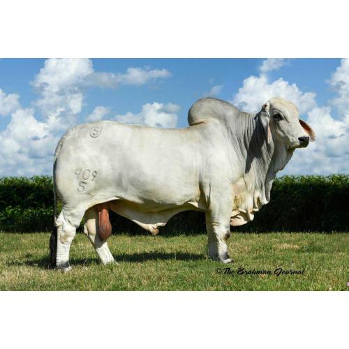 LOT 032 - 5 UNITS OF CONVENTIONAL SEMEN-  MR US POLLED EVOLUTION 409/5