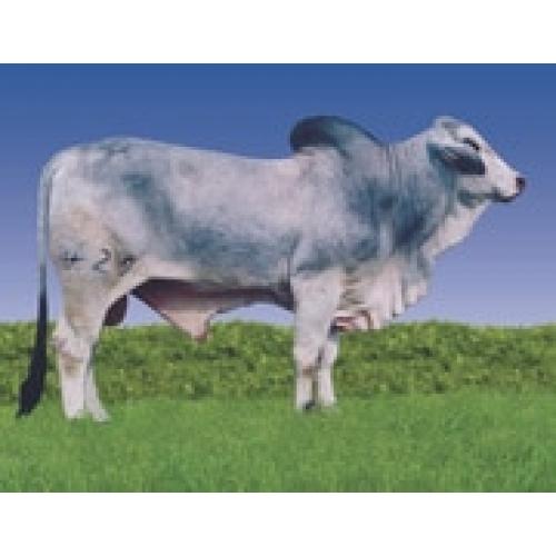 LOT 034 -  2 UNITS OF CONVENTIONAL SEMEN - MR. H KENNEDY MANSO 479