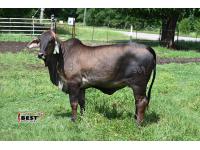 LOT  03 - BUTLER POLLED LAINEY 389 (P)