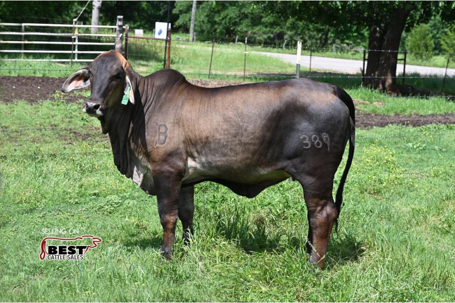 LOT  03 - BUTLER POLLED LAINEY 389 (P)