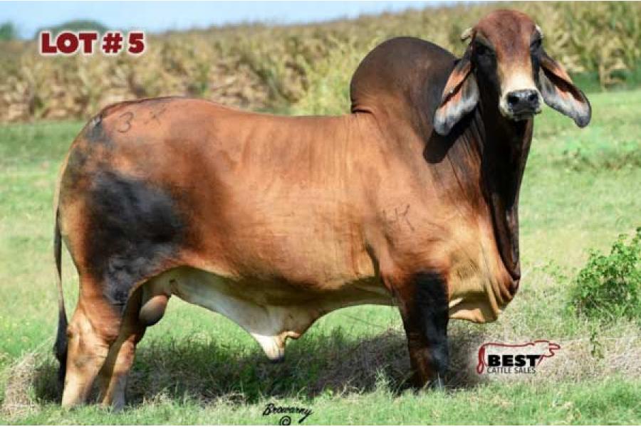 LOT 05 - 3X-HK RED RIVER (S) 968
