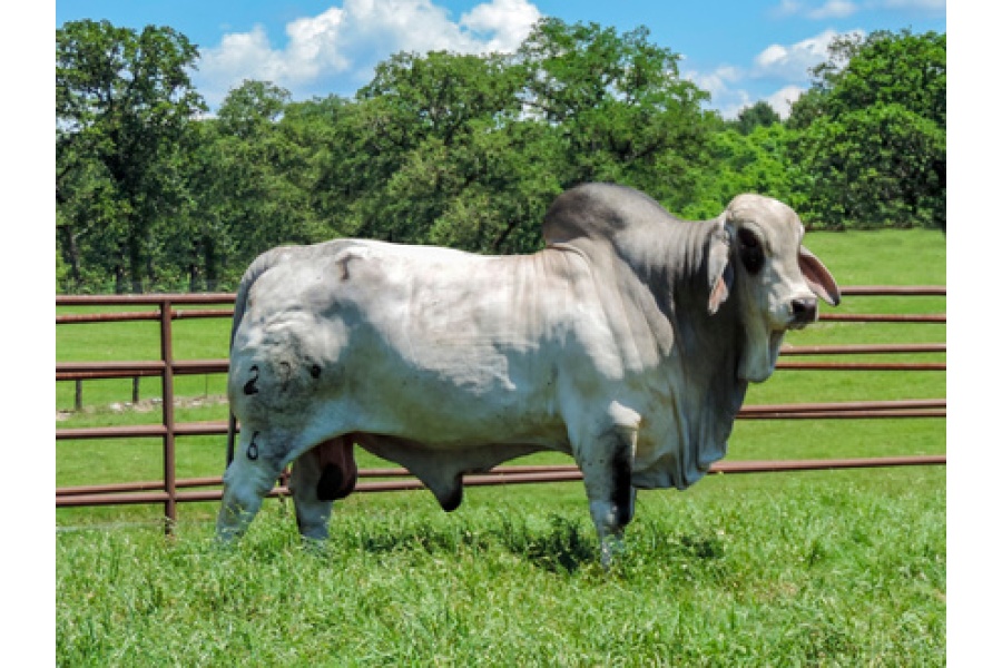LOT 040 - 2 UNITS OF CONVENTIONAL SEMEN - MR. SNS FLEX 279/6