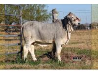 LOT 09 - LADY H LUCY MANSO 403/0