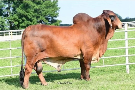 LOT 45 - MR KC GARRETT 412/1 - 3 STRAWS CONVENTIONAL SEMEN