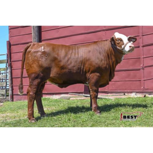 LOT #13 - X MS 4-T DEEP RED 129