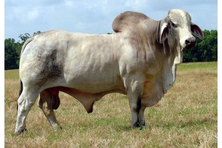 (=)JJ CUATRO DIDOR 919 SEMEN PACKAGE - USA ONLY