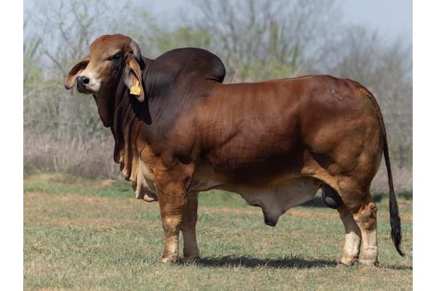 LOT 07 - LCC/VBCC SMOKIN CASH 4/1 X LMC LF POLLED SOPHIA 210/2 (P) - SEXED EMBRYO PACKAGE