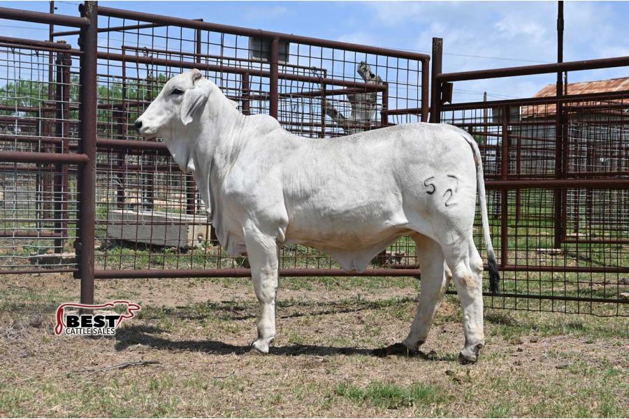 LOT 09 - REDSMITH POLLED LISA 57/2 (P)