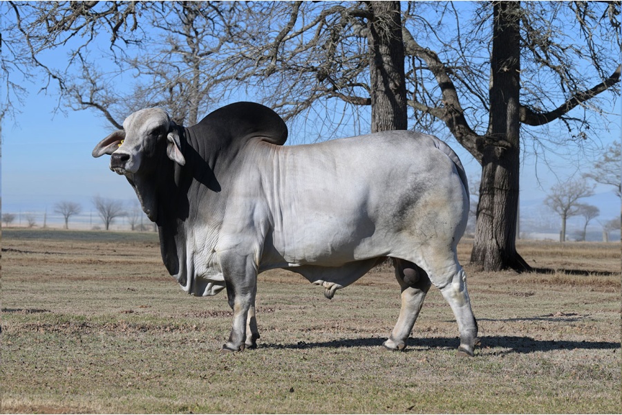 RIO POMPEYO 731K10 SEMEN PACKAGE - GRAY BRAHMAN CONVENTIONAL SEMEN  WORLD-WIDE INCLUDING USA