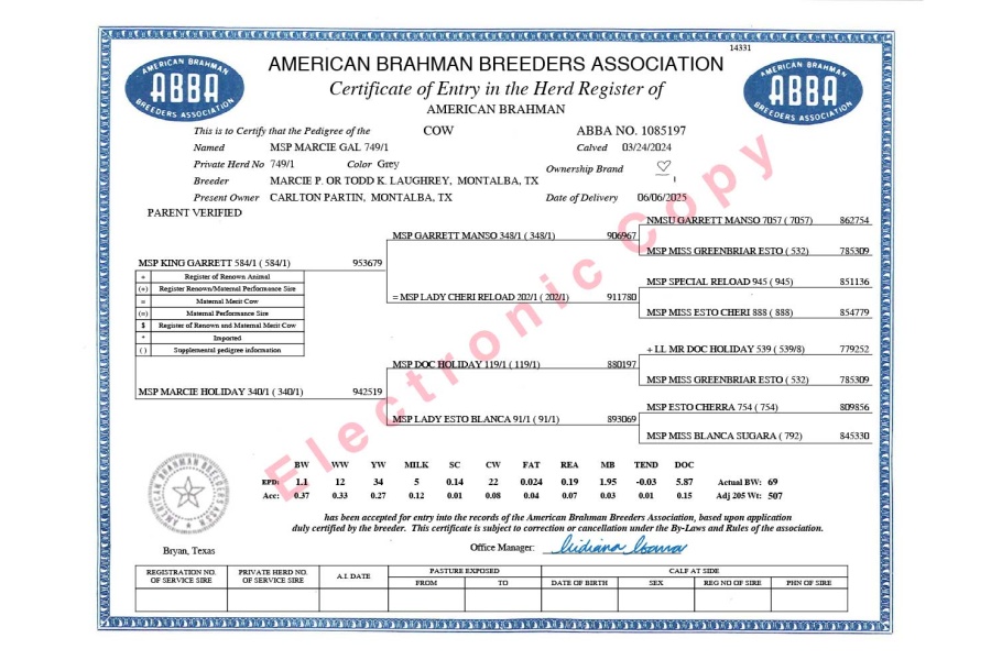 LOT 08 - MSP MARCIE GAL 749/1