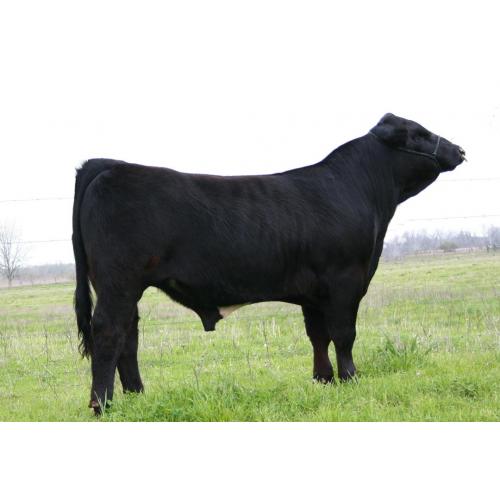LOT 083 -5 UNITS OF CONVENTIONAL SEMEN- RMC MR INTEGRITY 163A