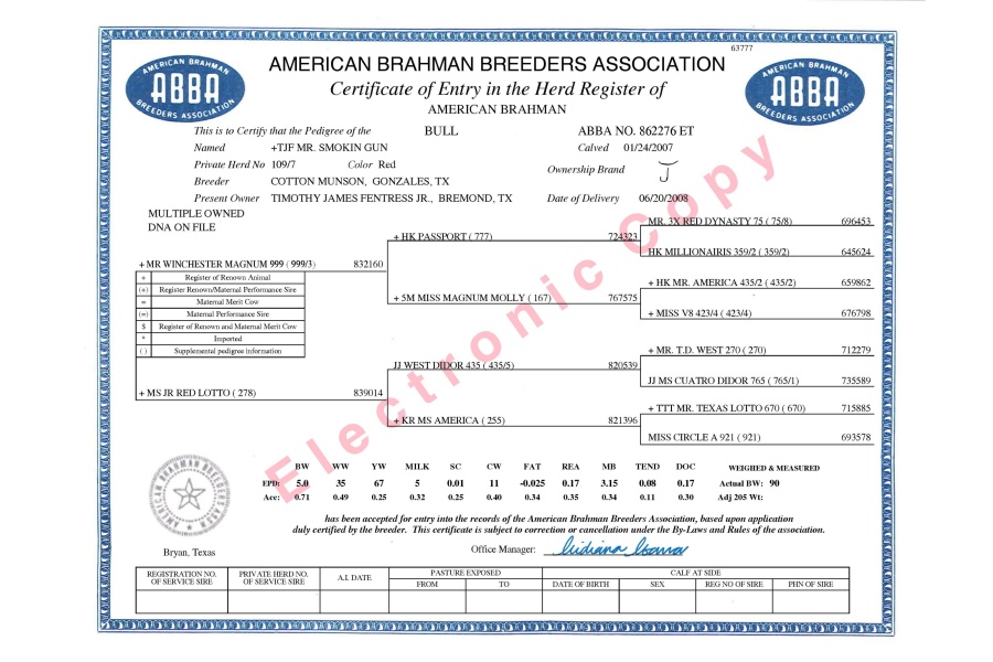 MS CADDO MORGAN 132  X +TJF MR. SMOKIN GUN 109/7 - RED BRAHMAN FEMALE SEXED EMBRYOS - MEXICO