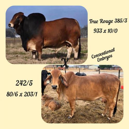 LOT 090 -   3 CONVENTIONAL EMBRYOS MR. JS TRU ROUGE 385/3 X MS SF 242/5
