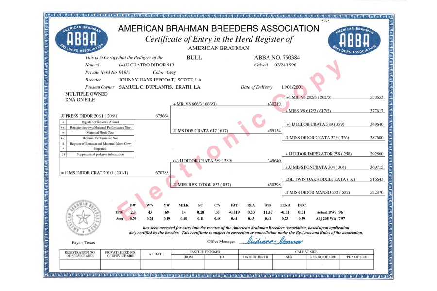 (=)JJ CUATRO DIDOR 919 SEMEN PACKAGE - USA ONLY