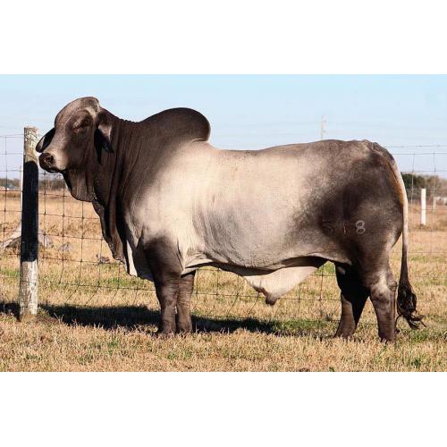 LOT 092 -  3 CONVENTIONAL EMBRYOS OUT OF MISS HMC POLLED 42/1 X M2  BRC CAPTAIN 518