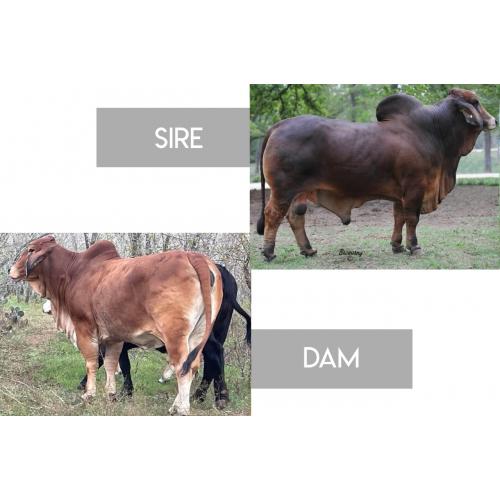 LOT 16 - +MR WINCHESTER MAGNUM 999 /3 x CT MS ROSIE RHINEAUX 31/7- 3 Conventional Embryos