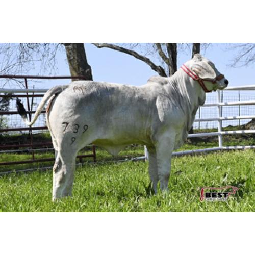 LOT #06- AT MISS KATIE MANSO 739/9
