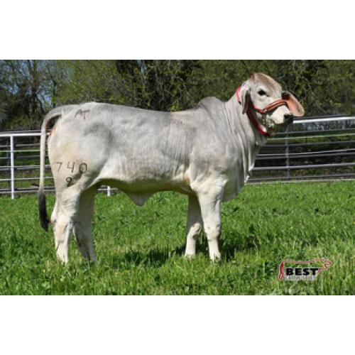 LOT #07- AT MISS GRACE MANSO 740/9
