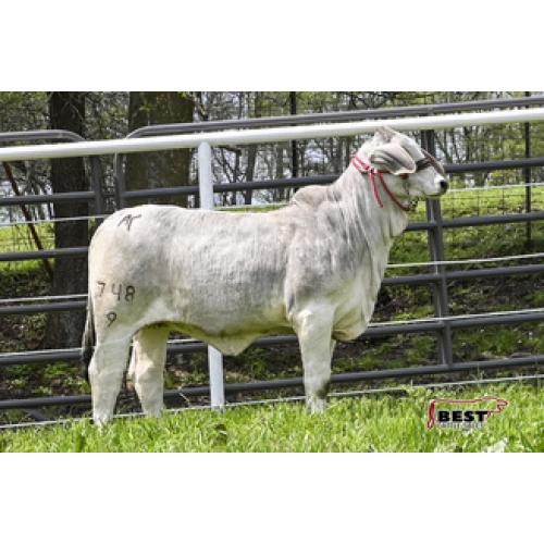 LOT #08 - AT MISS ELLE MANSO 748/9