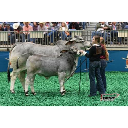 LOT #15- AT MISS IZZY MANSEAUX 642/7 x JDH MR MUSIC MANSO 911/1 EMBRYO PACKAGE