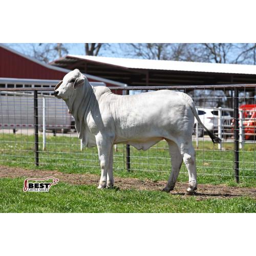 LOT  09 - AT MISS MARIE 942/1
