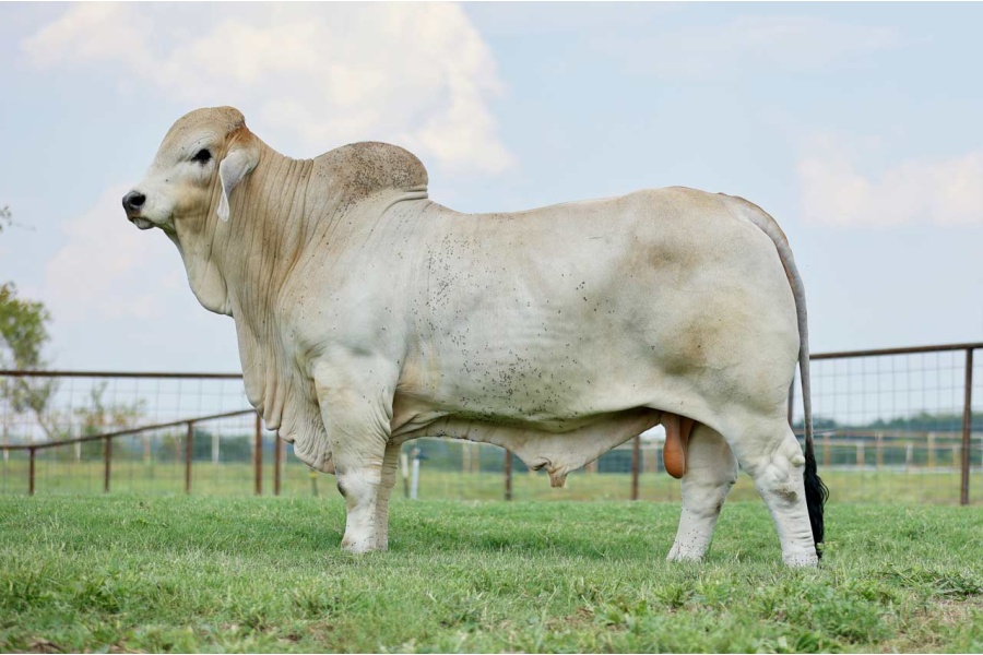 LOT 19 - AT MR AMARI 100/3 - THREE (3) CONVENTIONAL SEMEN PACKAGE