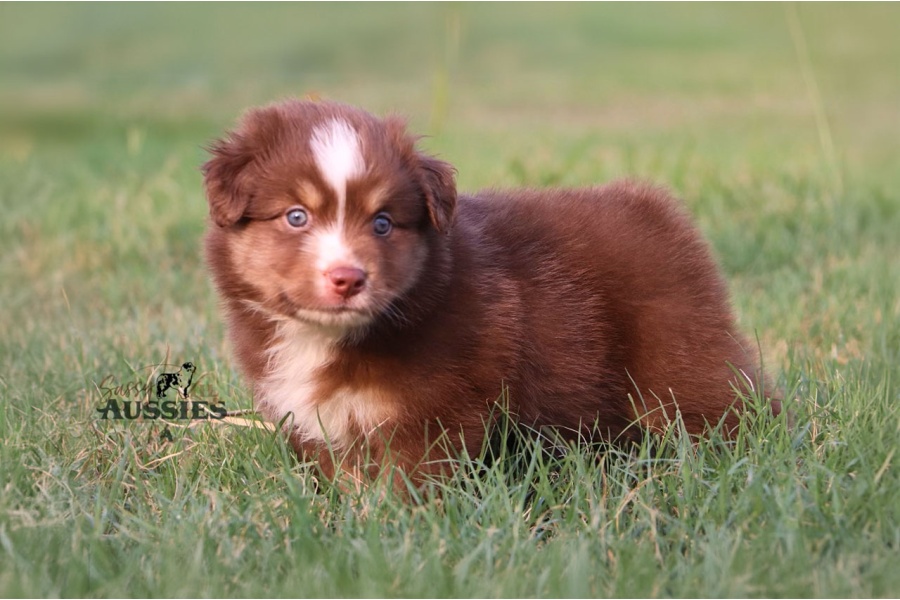LOT 14 - REGISTERED RED TRI MALE MINI AUSTRALIAN SHEPHERD