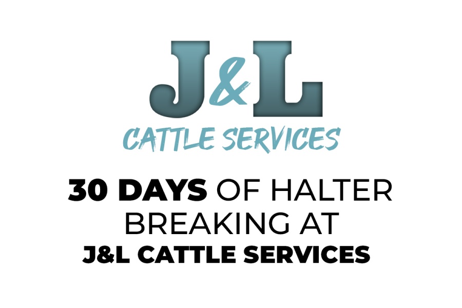 LOT 02 - 30 DAYS OF HALTER BREAKING AT J&L CATTLE SERVICES