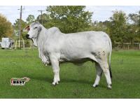 LOT  06 - LADY H ALLIE MANSO 553/2