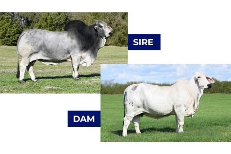 LOT 08 -	MSP KING GARRETT 584/1 x MISS BER 386 - 3 EMBRYOS