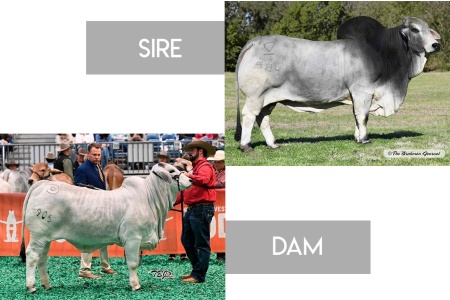 LOT 08 - MSP KING GARRETT 584/1 x MISS BER EMERALD 905 - 3 SEXED EMBRYOS